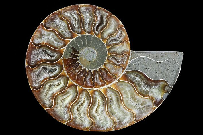 Polished Ammonite Fossil (Half) - Agatized #72938